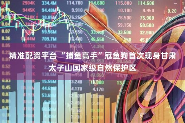 精准配资平台 “捕鱼高手”冠鱼狗首次现身甘肃太子山国家级自然保护区